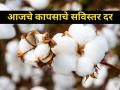 जाणून घ्या आजचे सविस्तर कापसाचे दर - Marathi News | maharashtra agriculture farmer market yardtoday detailed cotton rates | Latest agriculture News at Lokmat.com