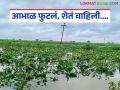 Marathwada Rain Update : मराठवाड्यात पावसाचा तडाखा; ३.५८ लाख हेक्टरवरील पिके पाण्याखाली! वाचा सविस्तर - Marathi News | latest news Marathwada Rain Update: Heavy rains in Marathwada; Crops on 3.58 lakh hectares under water Read in detail | Latest agriculture News at Lokmat.com
