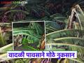 Marathawada Crop Damage: वादळी पावसाने केळी-पपईचे शेत उद्ध्वस्त; वीज पुरवठा खंडित वाचा सविस्तर - Marathi News | latest news Marathawada Crop Damage: Stormy rains destroy banana and papaya fields; Power supply disrupted Read in detail | Latest agriculture News at Lokmat.com