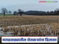 Marathwada Crop Damage : शेतकऱ्यांना दिलासा! मराठवाड्यातील शेतकऱ्यांसाठी सरकारची आर्थिक मदत - Marathi News | latest news Marathwada Crop Damage: Relief for farmers! Government financial assistance for farmers in Marathwada | Latest agriculture News at Lokmat.com