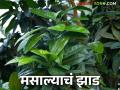 All Spice Tree : एकाच झाडाच्या पानामध्ये अनेक मसाल्यांचा स्वाद, जाणून घ्या ऑलस्पाईसबद्दल...  - Marathi News | Latest News All Spice Tree The taste of many spices in leaves of all spice tree, know about allspice | Latest agriculture News at Lokmat.com
