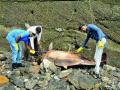 बॅण्डस्टॅण्डला आढळला दुसरा मृत डॉल्फिन - Marathi News | Another dead dolphin found in Bandstand | Latest mumbai News at Lokmat.com