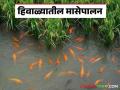 Winter Fish Farming : हिवाळ्यात मासेपालन करताना पाणी व्यवस्थापन कसे करायचे? वाचा सविस्तर  - Marathi News | Latest News Winter Fish Farming How to manage water while fishing in winter Read in detail  | Latest agriculture News at Lokmat.com
