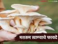 Mushroom Benefits : मशरुम खा, हृदयाला जपा, वजन कमी करा अन् मधुमेहाला नियंत्रित करा, वाचा मशरुम खाण्याचे फायदे - Marathi News | Latest news beneficial for heart, lose weight and control diabetes, read the benefits of eating mushrooms | Latest agriculture News at Lokmat.com