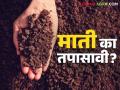 Mati Parikshan : मातीच्या तब्येतीची काळजी घेण्यासाठी किती वर्षांनी कराल माती परीक्षण? - Marathi News | Mati Parikshan : After how many years should soil test be done to take care of soil health? | Latest agriculture News at Lokmat.com