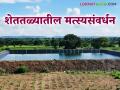 Shettale Fish Farming : शेततळ्यात मत्स्यपालन सुरु करायचंय? अशी करा पूर्वतयारी, वाचा सविस्तर  - Marathi News | latest news shettale fish farming Preparations to start fish farming in farm pond, read in detail | Latest agriculture News at Lokmat.com