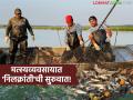 Matsya Palan Yojana : मत्स्यव्यवसायात कमाईची मोठी संधी; 'ही' योजना बदलणार चित्र - Marathi News | latest news Matsya Palan Yojana: Big opportunity for earning in fisheries; 'This' scheme will change the picture | Latest agriculture News at Lokmat.com