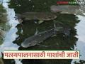 मत्स्यपालन व्यवसायासाठी नेमके कुठले मासे बेस्ट अन् अधिक उत्पन्न देतात, वाचा सविस्तर  - Marathi News | Read in detail which fish are best and give more income for fish farming business. | Latest agriculture News at Lokmat.com