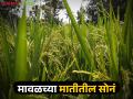 मावळच्या शिवारातील भाताचा प्रसिद्ध 'इंद्रायणी' हा वाण कसा तयार झाला? जाणून घ्या सविस्तर - Marathi News | How was the famous 'Indrayani' variety of rice from the Shivara of Maval created? Find out in detail | Latest agriculture News at Lokmat.com