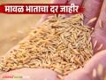 मावळमध्ये भाताला मिळतोय हमीभावापेक्षा जादा दर; जाणून घ्या कसा दिला जातोय दर? - Marathi News | Rice is getting a higher price than the guaranteed price in Maval; Find out how the price is being given? | Latest agriculture News at Lokmat.com