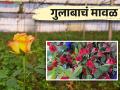 Rose Farming Success Story: जगाच्या फुल मार्केटवर राज करतोय मावळचा गुलाब - Marathi News | Rose Farming Success Story: Maval rose is ruling the flower market of the world | Latest agriculture News at Lokmat.com