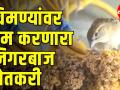Hightwayवरील चिमण्यांवर प्रेम करणारा जिगरबाज शेतकरी - Marathi News | the farmer who loves sparrows on Hightway | Latest solapur Videos at Lokmat.com