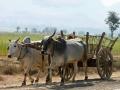 दुर्दैवी!  काळाने दिली हाक अन् ‘ते’ बसले बैलबंडीवर - Marathi News | Unfortunately! The call of time and 'they' sat on the bullpen | Latest gadchiroli News at Lokmat.com