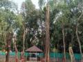 महापौर बंगल्यातील झाडांच्या कत्तलीचा आयुक्तांनी मागविला खुलासा; दोषींवर कारवाई होणार? - Marathi News | Commissioner seeks clarification on cutting of trees in Mayor's bungalow; Will action be taken against the culprits? | Latest pune News at Lokmat.com
