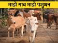 राष्ट्रीय ग्राम स्वराज अभियानात पशुसंवर्धन कुठे आणि कसे? - Marathi News | Where and how animal husbandry in the National Gram Swaraj Mission? | Latest agriculture News at Lokmat.com