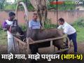जनावरांतील कृत्रिम रेतन प्रक्रियेत पशुपालकाची जबाबदारी काय? - Marathi News | What is the responsibility of the farmer in the process of artificial insemination in livestock? | Latest agriculture News at Lokmat.com
