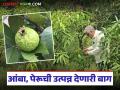 साडेचार एकराच्या फळबागेतून चांगलं उत्पन्न, आंब्याच्या दहा, तर पेरूच्या तीन सुधारित जातींची लागवड - Marathi News | Latest News horticulture Good yield from four acres of mango or gauva fruit farming | Latest agriculture News at Lokmat.com