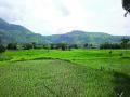 महाड तालुक्यातील पडीक क्षेत्राचे प्रमाण वाढले - Marathi News | The area of padic area in Mahad taluka increased | Latest raigad News at Lokmat.com