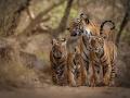 विदर्भातील वाघांची बदली, अधिवासांचेही होणार संशोधन - Marathi News | Transplantation of tigers in Vidarbha, habitats will also be researched | Latest amravati News at Lokmat.com