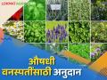 औषधी वनस्पतींची लागवड आणि त्यावर प्रक्रिया करण्यासाठी मिळतंय अनुदान; वाचा सविस्तर - Marathi News | Subsidies are being provided for cultivation and processing of medicinal plants; Read in detail | Latest agriculture News at Lokmat.com