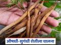 Medicinal Plants Farming : औषधी लागवडीतून फायदेच फायदे; शेतकऱ्यांसाठी अनुदानाची नवी योजना - Marathi News | latest news Medicinal Plants Farming: Benefits only from medicinal cultivation; New subsidy scheme for farmers | Latest agriculture News at Lokmat.com