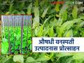 Medicinal Plants: तेल्हारा बाजार समितीचा काय आहे नवा उपक्रम जाणून घ्या सविस्तर - Marathi News | Medicinal Plants: latest news What is the new initiative of Telhara Market Committee? Know in detail | Latest agriculture News at Lokmat.com