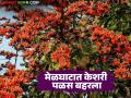 Melghat Orange Palash : अविश्वसनीय नजारा! मेळघाटात पळसाच्या बहराने जंगल केशरी - Marathi News | latest news Melghat Orange Palash: Incredible view! The forest turns orange with the blossom of the Palash in Melghat | Latest agriculture News at Lokmat.com