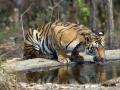 मेळघाट व्याघ्र प्रकल्पात आढळले १६ वाघ, २९ बिबट! - Marathi News | Melghat tiger project found 16 tigers, 29 leopard | Latest akola News at Lokmat.com