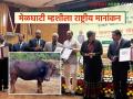 Melghati Buffalo : विदर्भाच्या पशुधनाला ऐतिहासिक ओळख; मेळघाटी म्हशीला मिळाले राष्ट्रीय मानांकन वाचा सविस्तर - Marathi News | latest news Melghati Buffalo: Vidarbha's livestock gets historical recognition; Melghati buffalo gets national ranking Read in detail | Latest agriculture News at Lokmat.com
