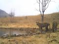 जंगल सफारीत विद्यार्थ्यांना घडले चार वाघांचे दर्शन - Marathi News | Student sight Four Tigers in Jungle Safari | Latest akola News at Lokmat.com