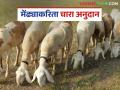 राज्यातील मेंढपाळांसाठी खुशखबर; ७.३३ कोटी चराई अनुदान थेट बँक खात्यात जमा - Marathi News | Good news for shepherds in the state; 7.33 crore grazing subsidy directly deposited in bank accounts | Latest agriculture News at Lokmat.com