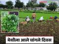 धावडा-वालसावंगी येथील मेथीची बऱ्हाणपूरसह अकोला, नागपूर, पुणेकरांना गोडी....! - Marathi News | Fenugreek from Dharwad-Walsawangi demand to Burhanpur, Akola, Nagpur and Pune market | Latest agriculture News at Lokmat.com