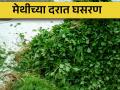 मेथी जुडी पाच रुपयांवर, उत्पादन खर्चही सुटेना!   - Marathi News | | Latest agriculture News at Lokmat.com