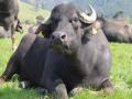म्हशीच्या खुराचे तेल काढा अन् लखपती व्हा ! - Marathi News | Remove buffalo hoof oil and become a millionaire! | Latest nagpur News at Lokmat.com