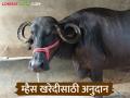 म्हैशी खरेदीसाठी 'या' जिल्हा बँकेकडून कर्ज घेतल्यास शेवटच्या हप्त्यात सवलत मिळणार - Marathi News | If you take a loan from this district bank to buy buffalo, you will get a discount on the last installment | Latest agriculture News at Lokmat.com