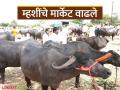 दिवाळीच्या तोंडावर म्हशींच्या किमतीत मोठी वाढ तर संकरित गायींच्या किमतीत घसरण - Marathi News | Buffalo prices rise sharply ahead of Diwali, while hybrid cow prices fall | Latest agriculture News at Lokmat.com