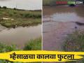 Mhaisal Yojana : म्हैसाळ योजनेचा कालवा फुटला ८० एकरांवरील पिकांचे नुकसान - Marathi News | Mhaisal Yojana : Canal of Mhaisal scheme burst causing damage to crops on 80 acres | Latest agriculture News at Lokmat.com