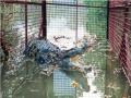 पालिका मुख्यालयालगत खाडीत दिसलेली मगर चार दिवसांनी लागली हाती - Marathi News | The crocodile that was seen in the creek near the corporation headquarters was found four days later | Latest navi-mumbai News at Lokmat.com