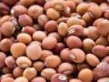 राज्यात लाल, पांढऱ्या तूरीची आवक, क्विंटलमागे मिळतोय एवढा भाव  - Marathi News | Inflow of red and white turi in the state, price is getting per quintal | Latest agriculture News at Lokmat.com