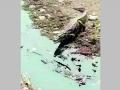 नाग नदीत पुन्हा दिसली मगर; दिवसभर बघ्यांची वर्दळ - Marathi News | crocodile spotted again in nag river | Latest nagpur News at Lokmat.com