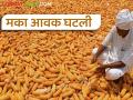 Maize Market Rate : राज्याच्या 'या' बाजारात मकाला सर्वाधिक दर; वाचा आजचे मका बाजारभाव - Marathi News | Maize Market Rate: The highest rate of maize in the 'Ya' market of the state; Read today's maize market prices | Latest agriculture News at Lokmat.com