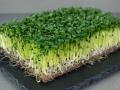 मायक्रोग्रीन्स- पोषण  आहाराचा  हा नवा ट्रेण्ड नेमका काय आहे? - Marathi News | Microgreens- What exactly is this new trend of nutritious diet? | Latest oxygen News at Lokmat.com