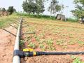बाजारभावापेक्षा तिप्पट भावात सुक्ष्म सिंचन संचाची खरेदी - Marathi News | Purchase of micro irrigation set at three times the market price | Latest buldhana News at Lokmat.com