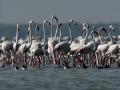 पुलीकट लेक फ्लेमिंगोंनी बहरलं! - Marathi News | Flamingo bird at pulicat lake | Latest national Photos at Lokmat.com