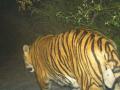 मिहान परिसरात पुन्हा पट्टेदार वाघाचे दर्शन - Marathi News | Tigers again in the Mihan area | Latest nagpur News at Lokmat.com