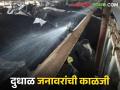 उन्हाळ्यातही दुध उत्पादन कमी होणार नाही.. दुभत्या जनावरांची अशी घ्या काळजी - Marathi News | Milk production will not decrease even in summer.. Take care of dairy livestock like this | Latest agriculture News at Lokmat.com