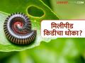 Millipede Kid Niyantran : हंगामपूर्व पिकांना मिलीपीड किडीचा धोका; 'या' करा उपायायोजना - Marathi News | latest news Millipede Kid Niyantran : Millipede pest threatens pre-season crops; 'Come' and plan for remedial measures | Latest agriculture News at Lokmat.com