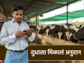 Dudha Anudan : दूध उत्पादकांना प्रोत्साहन; अनुदान मिळाले अन् सारं घर आनंदानं न्हालं..! - Marathi News | Milk subsidy: Milk producers were encouraged; they received a subsidy and the whole house was filled with joy..! | Latest agriculture News at Lokmat.com