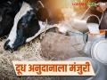 ऑक्टोबर-नोव्हेंबर महिन्यातील दूध अनुदानाला मंजुरी; कोणत्या जिल्ह्याला मिळणार किती अनुदान? वाचा सविस्तर - Marathi News | Approval for milk subsidy for the month of October-November; Which district will get how much subsidy? Read in detail | Latest agriculture News at Lokmat.com