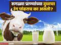पृथ्वीवरील सगळ्याच प्राण्यांचं दूध पांढऱ्याचं रंगाचं का असतं? 99 टक्के लोकांना माहीत नसेल उत्तर - Marathi News | Main reason why milk is always white in color | Latest jarahatke News at Lokmat.com